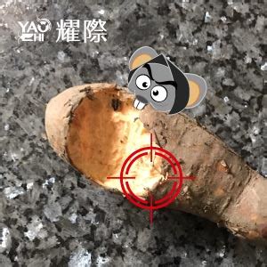 老鼠痕跡|老鼠咬痕出現在家裡？家裡有老鼠代表什麼？ ‣ 耀際。